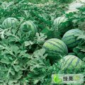 安徽砀山一直到九月还有西瓜