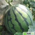 清苑县大柳树西瓜小幅上扬