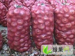 大红皮洋葱大量上市 我是聊城的