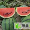 石家庄大棚西瓜接近尾声，露天