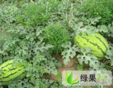 齐河县优质无公害大西瓜