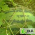 开封：我的家乡有西瓜，鲜花生，红萝卜