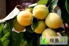 陕西大荔优质凯特杏 还有大棚西瓜