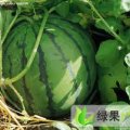 山东聊城双星，威霸，彼卡等薄皮西瓜