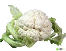 富农蔬菜种植专业合作社菜花0.35元/斤