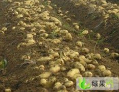 山东枣庄王立升：代收土豆