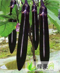 河南博爱县紫光茄，品种多样的长茄