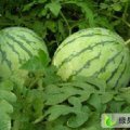 保定大量西瓜上市今日价格0.95元至1.1元