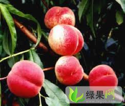 山东蒙阴利民果品合作社蜜桃成熟