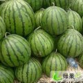 泗水西瓜5月中旬已经大量上市