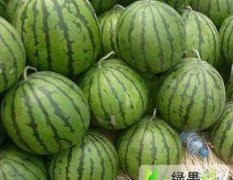 泗水西瓜5月中旬已经大量上市