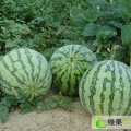 保定雄县麒麟瓜引进浙江技术