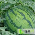 砀山西瓜大量上市规格6-13斤