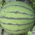 河北保定清苑县西瓜价格