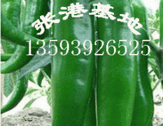 湖北天门辣椒价格每公斤0.5元