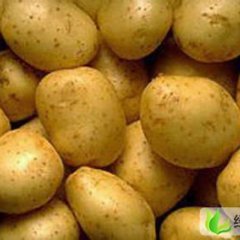 河北围场克新圆土豆每日行情播报