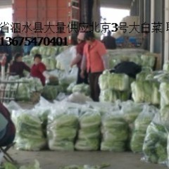 山东省泗水县：千万斤无公害【大白菜】