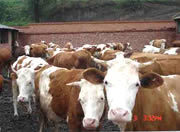 山东荣丰牧业养殖肉牛，西门塔尔牛，利木赞牛