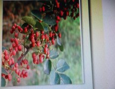 出售大红袍花椒及多种林木种苗