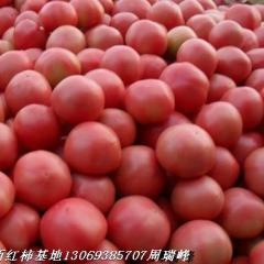 大量供应粉红西红柿