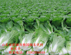 肥城北京新3号白菜3--6斤：0.24--0.3