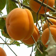 大柿子正在热卖中