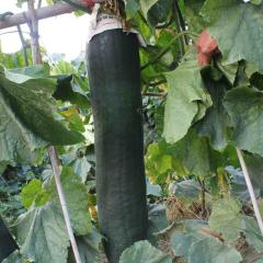 供应储存的冬瓜