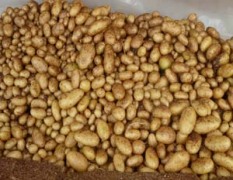 脱毒马铃薯原原种、原种、一级种、黑土豆商品及种子