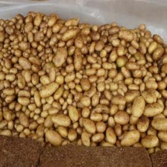 脱毒马铃薯原原种、原种、一级种、黑土豆商品及种子