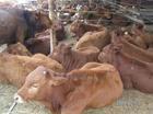 常年出售300-600斤屠宰肉用牛羊