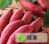 安徽颍州区九龙农场的红薯