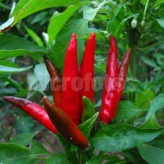 干辣椒 品种有子弹头。新一代