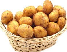 薯条、薯片专用型马铃薯新品种—新大坪