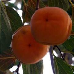 大量河北易县磨盘柿子（质量好价格优）