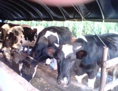 山西奶牛、荷斯坦奶牛、黑白花奶牛信息