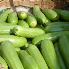 大量供应芹菜和库存西葫芦