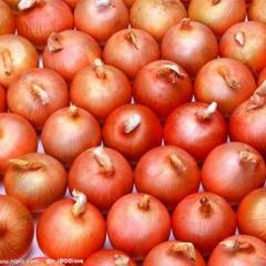 甘肃省优质黄皮洋葱550吨