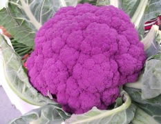 紫花菜种子 紫色花菜种子