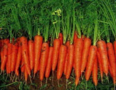 大批胡萝卜新鲜上市，10吨以上可优惠5%