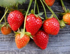 草莓（天香、幸香、88、288）