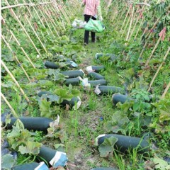 大量供应优质黑皮冬瓜