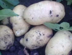 大量供应黑龙江讷河土豆种子