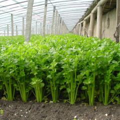 甘肃应季温室西芹上市100吨
