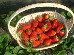 温室新鲜草莓，大量上市