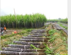 广西南宁甘蔗大量供应中，质量上等全国最低价格