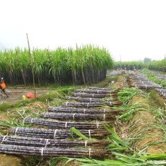 广西南宁甘蔗大量供应中，质量上等全国最低价格