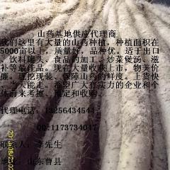 山药基地供应代理商大量出售优质菜山药