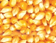 《亚卫饲料厂》求购玉米大豆高粱小麦菜粕麸皮米糠粕