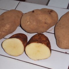 大量供应3两以上的土豆