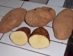 大量供应3两以上的土豆